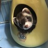 マーシャルフェレット2匹 サムネイル2