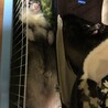 マーシャルフェレット2匹 サムネイル3