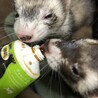 マーシャルフェレット2匹 サムネイル4