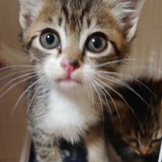 【保健所レスキュー】とってもキュートなキジ白くん