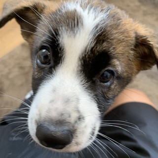 生後2ヶ月の女の子です