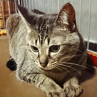 7/16更新　2歳(避妊済み)ワンちゃんとも仲良し