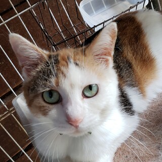 センター引き出し、おっとり美人の三毛猫さん