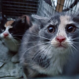 初心者OK、健康　超美猫3姉妹プラス黒猫ペアで