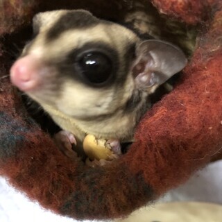 フクロモモンガ