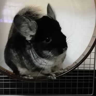 新しく家族になったチンチラのベルくん♂