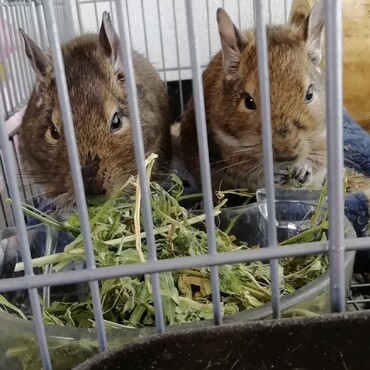 里親様から引き取った兄妹♂♀