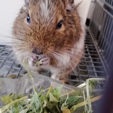 初めて飼った、このは♂