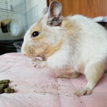 サンドパイドの、くぅちゃん♀