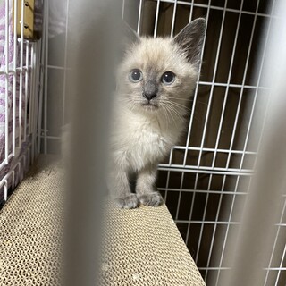 シャムミックス子猫♀