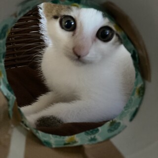 可愛い3兄弟(6/6〜6/7譲渡相談会)