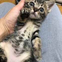 猫の譲渡会　in　名古屋市瑞穂区生涯学習センター サムネイル2