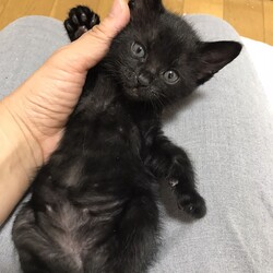 猫の譲渡会　in　名古屋市瑞穂区生涯学習センター サムネイル3