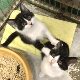 愛らしい白黒ハチワレ子猫３兄妹