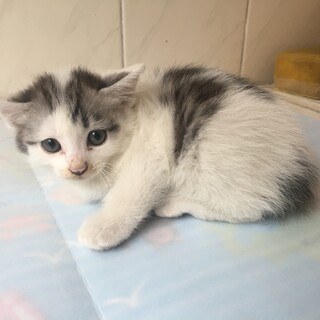 生後1ヶ月半の子猫です