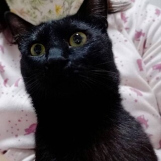 やさしいねこさん黒猫♂てるや