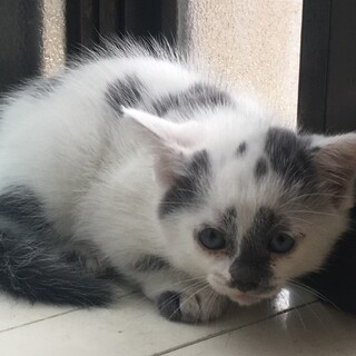 1ヶ月半のかわいい子猫