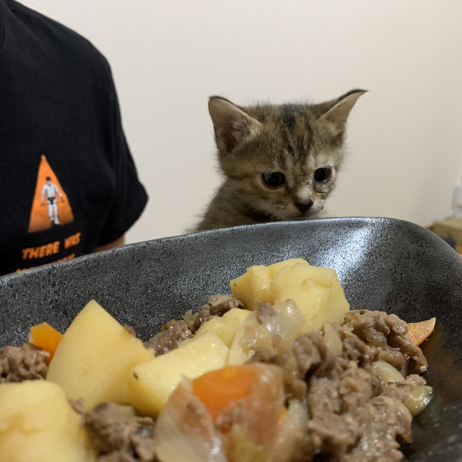 テトのカバー写真
