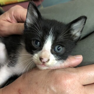 2ヶ月くらいの仔猫の家族になって下さい。