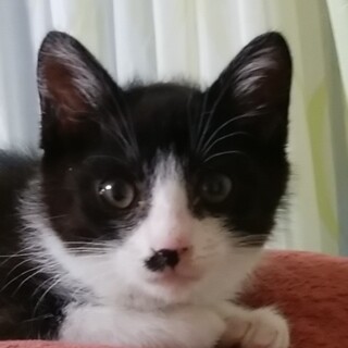 真っ黒、まんまる小目目のはちわれの男の子