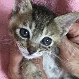 里親決定。保健所レスキュー奏ちゃん1ヶ月半