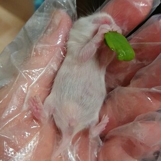 5/23生ハムスター里親決定ありがとうございました