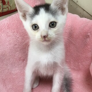 里親決定★センター分けのファンタ君