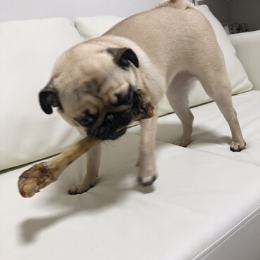 いい食いっぷり