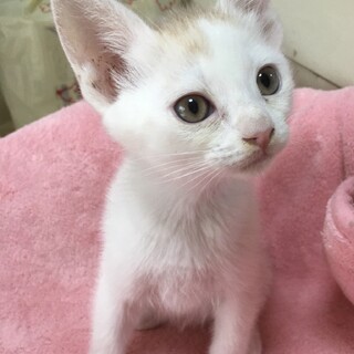 里親決定★黄ぶちの白猫サイダー君