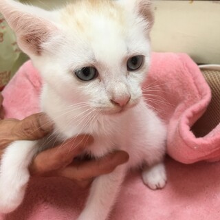 里親決定★ブルーアイのラムネ君