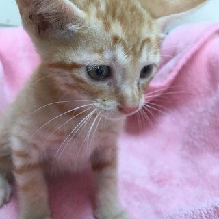 里親決定★茶トラのジョア君