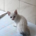 1ヶ月半の美人な白ネコ