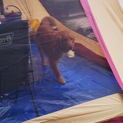 てんちゃんとテント