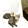 超美猫キジトラ双子姉妹　②ららちゃん サムネイル7
