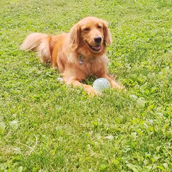 「てんちゃんとテント」サムネイル2