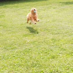 「てんちゃんとテント」サムネイル3