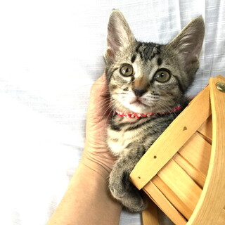 超美猫のキジトラ双子姉妹　①ととちゃん