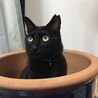 にゃんきち先生