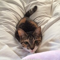 ごま