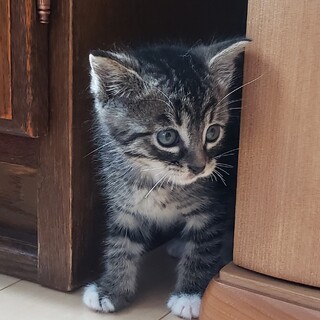 活発で甘えん坊　キジトラ男の子