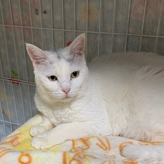 決定☆『チャニー』人大好き遊ぶの大好き