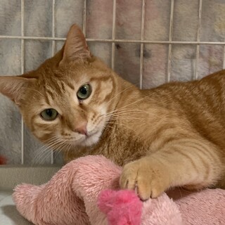 決定☆『ゴード』遊ぶのは少しずつ好きになって