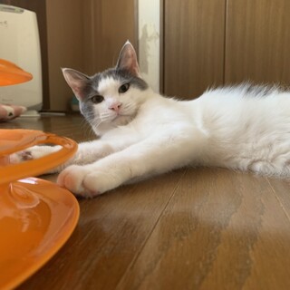 決定☆『シルバー』撫でられたり抱っこは好き