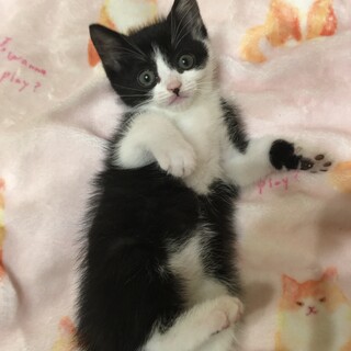 甘えん坊げっぺい1.5ヶ月★モノクロ兄妹一緒に♪