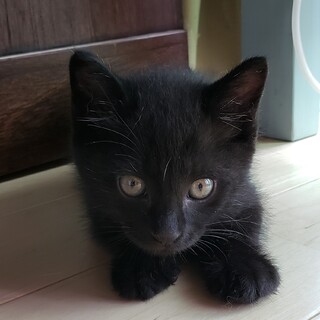 少しビビり　でも可愛い黒猫男の子