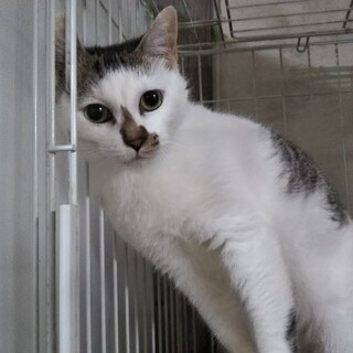 モンキーなモモちゃん