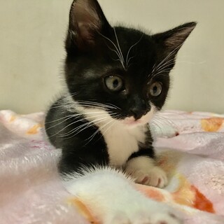 キュートなきなこ1.5ヶ月★モノクロ兄妹一緒に♪
