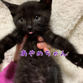 人が大好き甘えた女の子