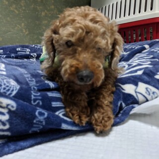 全盲で捨てられたプードル甘えたくて仕方ない