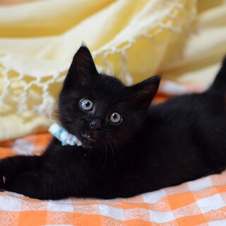 スリごろ超甘えっ子のそっくり黒の美猫兄弟